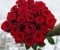 19vnt Raudonos rožės "Toskana"