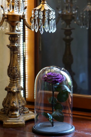 Mieganti rožė po stiklu - purpurinė