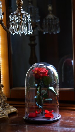 Mieganti rožė po stiklu - raudona