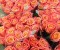 Puokštė rožių "Fiby 19vnt + žaluma